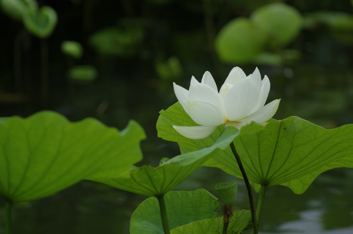 鶴岡八幡宮　蓮　2_b0151409_20532849.jpg