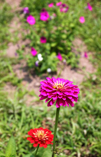 菜園 夏の花盛り_e0048413_22192885.jpg