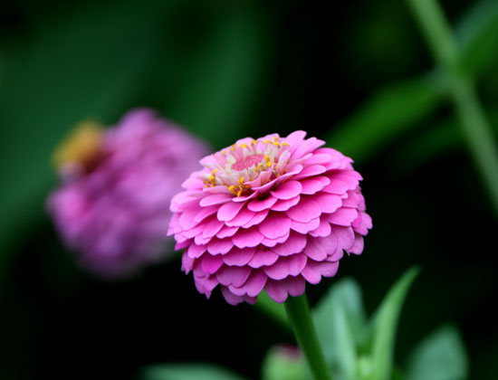 菜園 夏の花盛り_e0048413_22194070.jpg