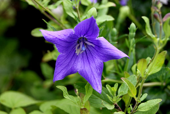 菜園 夏の花盛り_e0048413_2220153.jpg