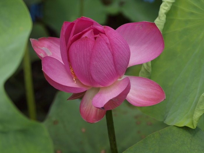 蓮の花_c0116915_030241.jpg