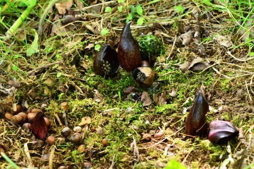 e0062415_177154.jpg
