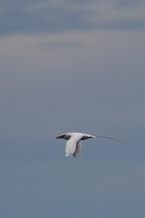 小笠原 硫黄島クルーズ 03 アカオネッタイチョウ Orixa S Bird 小笠原 硫黄島クルーズ 03 アカオネッタイチョウ Orixa S Bird