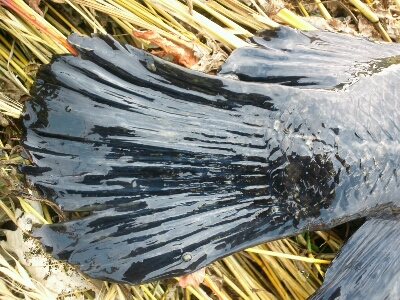 b0259124_15433823.jpg