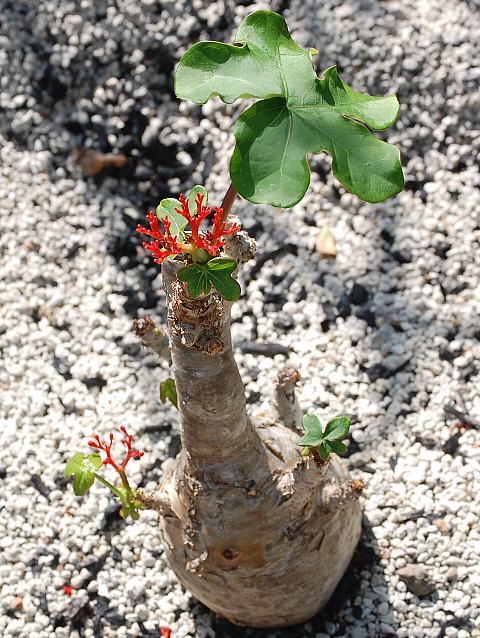 珊瑚油桐 サンゴアブラギリ 花の仲間調べ