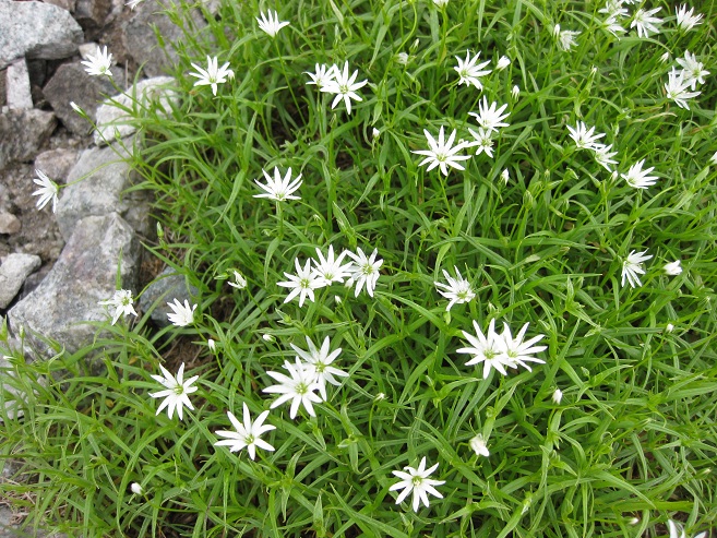 立山曼陀羅の山で出会った、花々_f0224736_1051308.jpg