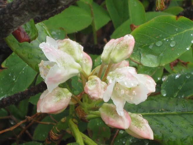 立山曼陀羅の山で出会った、花々_f0224736_11391714.jpg