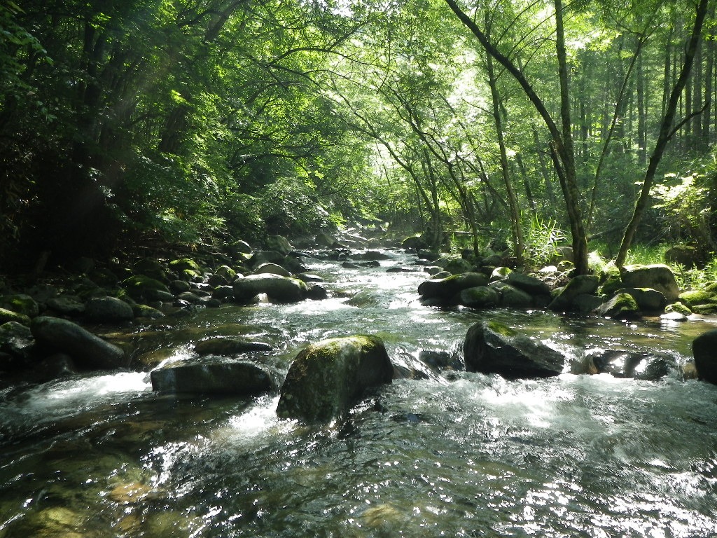 山梨の渓流へ　尺来様_e0202845_14325940.jpg