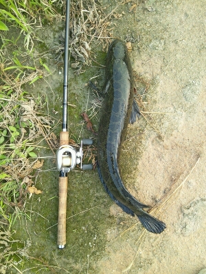 雷親父 行橋バス釣りlife