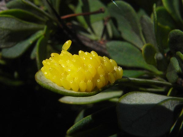 c0045352_18273330.jpg