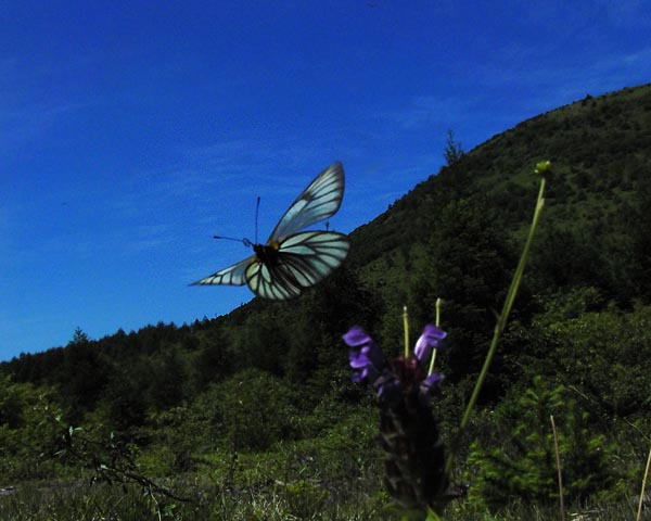 c0045352_1828129.jpg