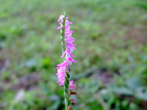 捩花と合歓の花 ひげ爺の花便り 捩花と合歓の花 ひげ爺の花便り