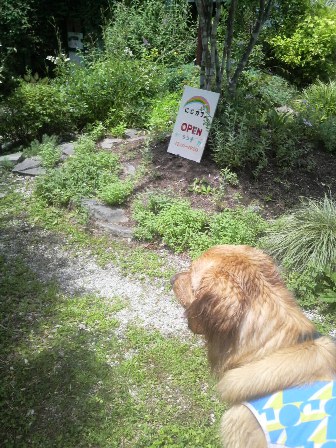 にじカフェで犬連れランチ 八ヶ岳南麓週末日記 A