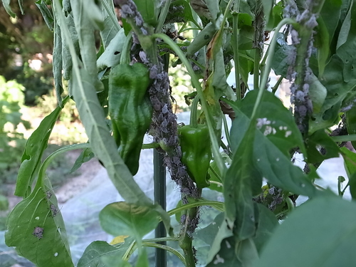 菌の黒汁は害虫には効果がないですね_b0201492_16214559.jpg