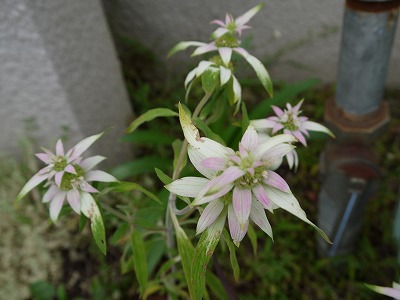 夏の植栽_a0233896_11455731.jpg