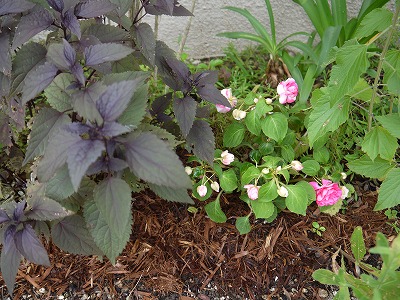 夏の植栽_a0233896_11464060.jpg
