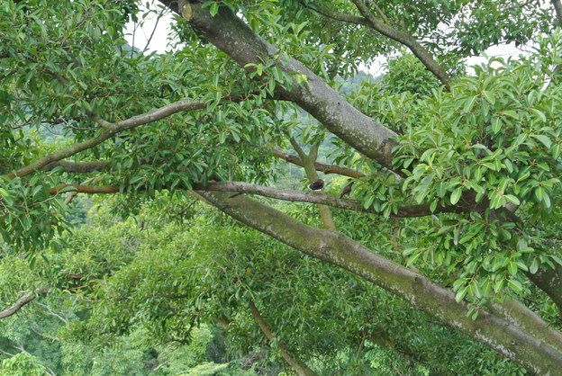 b0009106_91725.jpg