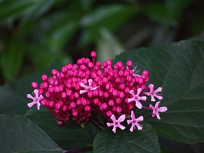 c0156908_5525211.jpg