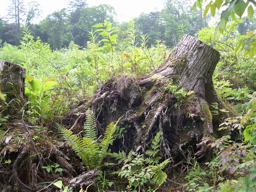 c0173813_1652712.jpg