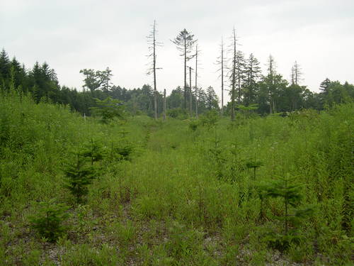 c0173813_16562733.jpg