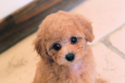 現在沢山のパピーちゃんの飼い主様募集中です!_d0060413_15123128.jpg