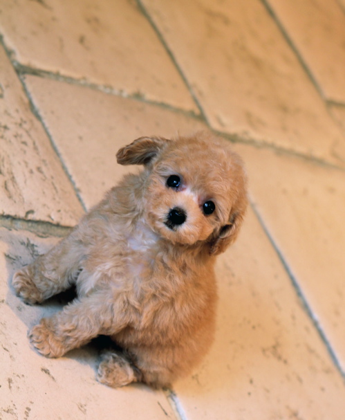 現在沢山のパピーちゃんの飼い主様募集中です！_d0060413_15143194.jpg