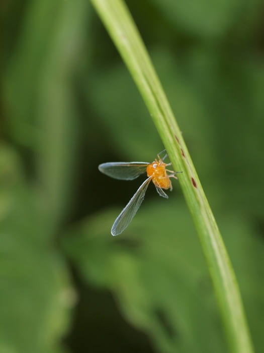アカハネナガウンカ_c0116915_0461825.jpg