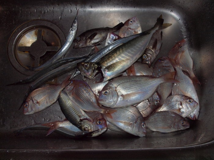 夫の釣果_c0116915_23554268.jpg