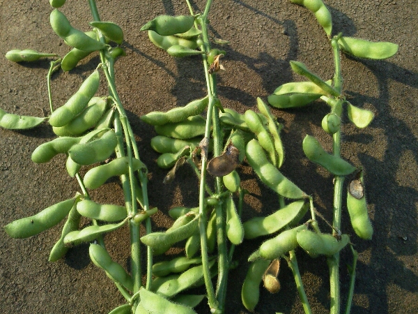 c0246826_71016.jpg