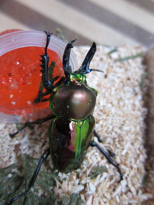 カブトムシ_e0071035_16592421.jpg