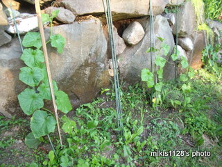 f0045736_7442998.jpg