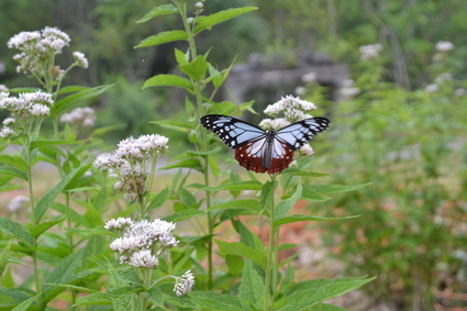 鬼押出し浅間園　2012_e0228938_2195766.jpg