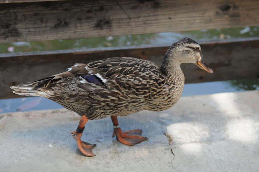 神戸花鳥園に行ってきました～その２～_a0262342_175440.jpg