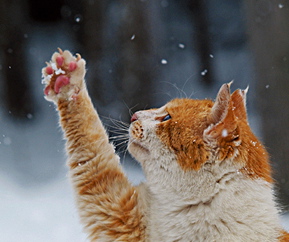 猫好きたちよ サヴァンナの愉快な毎日