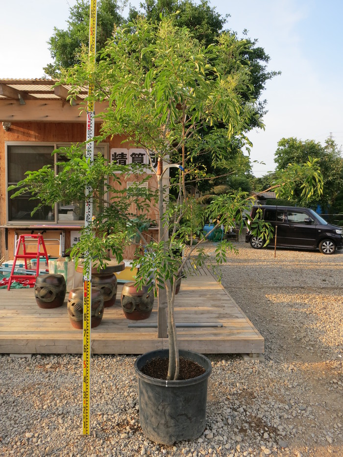 シマトネリコ 販売 画像 写真 値段 価格 庭木 安行 植木 田中園 Shop Tanakaen Jp Web Magazine シマトネリコ 販売 画像 写真 値段 価格 庭木 安行 植木 田中園 Shop Tanakaen Jp Web Magazine