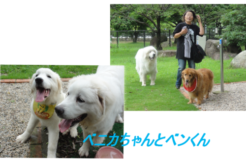a0201257_11402530.png