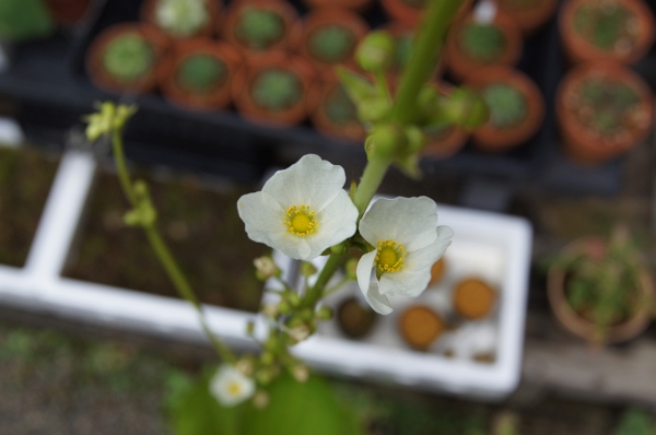 びょいーんエキノと外の植物_c0219160_13313250.jpg