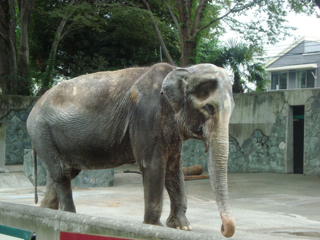 吉祥寺・井の頭動物園に行く。_f0232060_2121939.jpg
