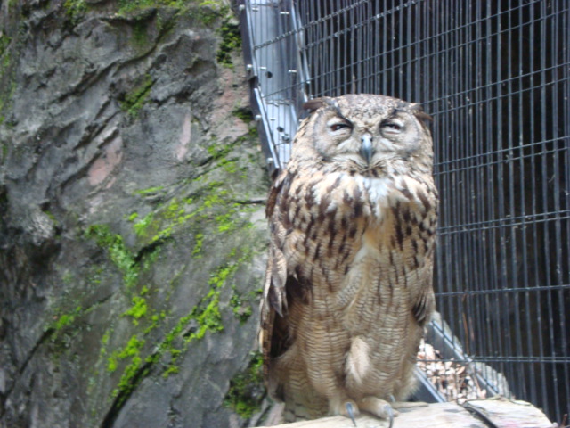 吉祥寺・井の頭動物園に行く。_f0232060_2461560.jpg