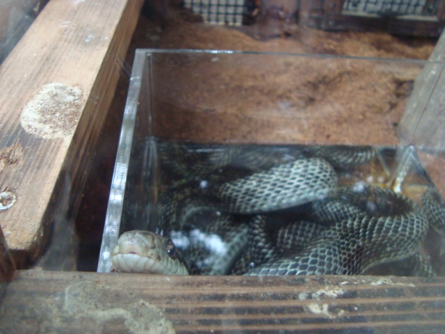 吉祥寺・井の頭動物園に行く。_f0232060_281587.jpg