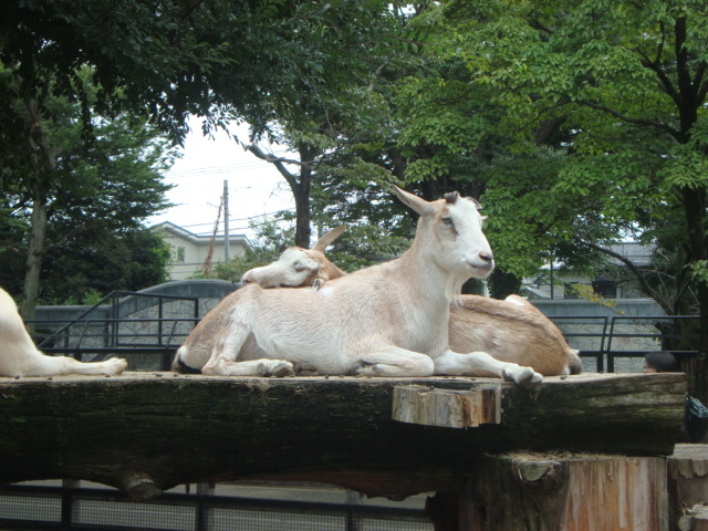 吉祥寺・井の頭動物園に行く。_f0232060_294193.jpg