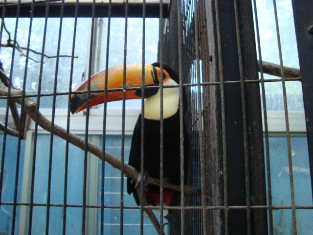 吉祥寺・井の頭動物園に行く。_f0232060_335081.jpg