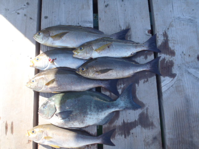 27日の釣果_a0077071_15365996.jpg