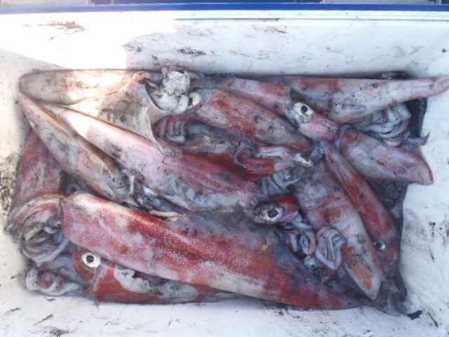 27日の釣果_a0077071_15372963.jpg