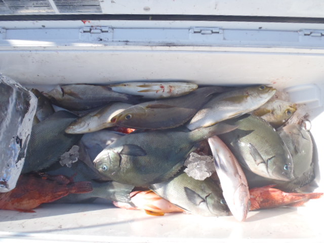 27日の釣果_a0077071_15374790.jpg