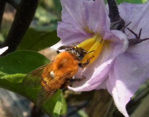 ニジュウヤホシテントウムシ駆除、中間まとめ_e0148077_12561497.jpg