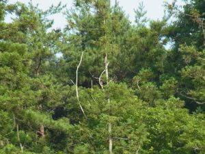 ニジュウヤホシテントウムシ駆除、中間まとめ_e0148077_13162049.jpg