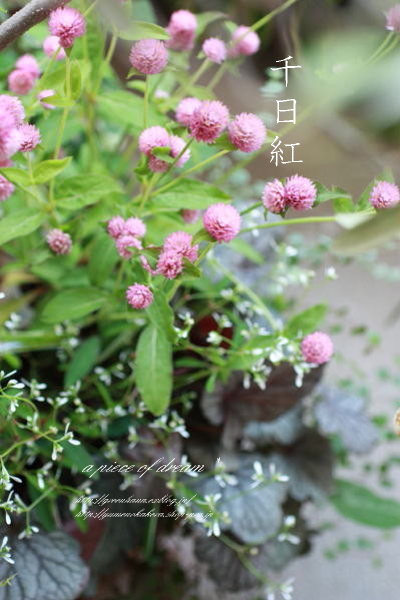 野の花の魔法* (すごく長いです・・)_b0160880_11374476.jpg