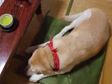 1300km犬連れ車の旅 ~ 3日目 下北半島_f0182885_10274066.jpg