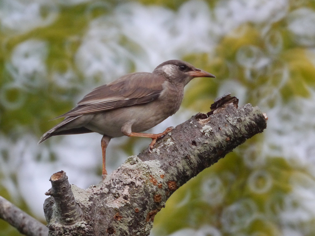 明石公園　2012.07.29　日暮れのムクドリ達_b0174191_19482655.jpg